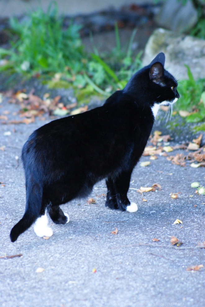 Photo de Chat domestique