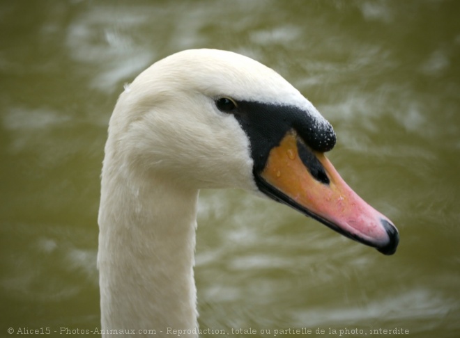 Photo de Cygne