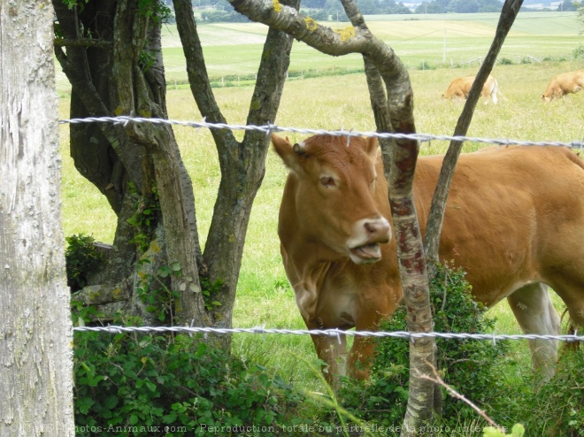 Photo de Vache