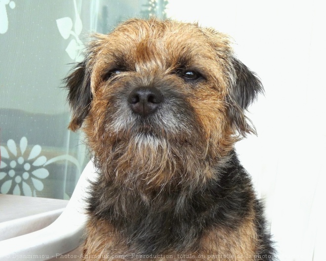 Photo de Border terrier