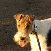 Photo de Fox terrier  poil dur