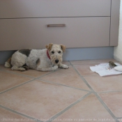 Photo de Fox terrier  poil dur