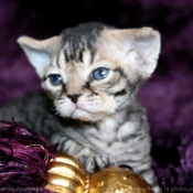 Photo de Devon rex