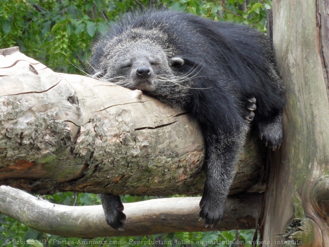 Photo de Binturong