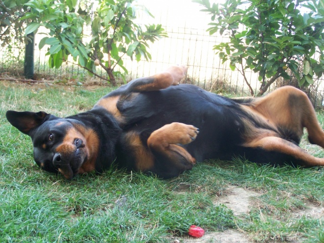 Photo de Rottweiler