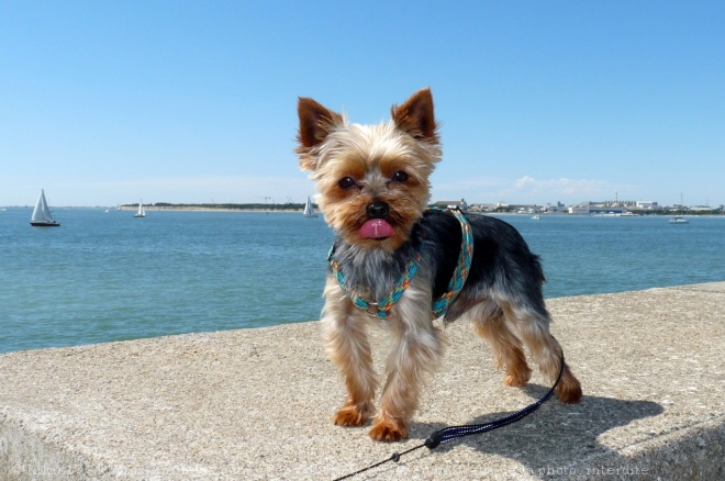 Photo de Yorkshire terrier