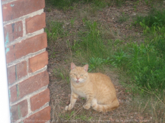 Photo de Chat domestique