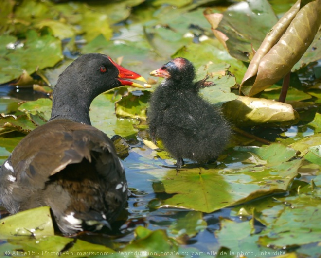 Photo de Poule d'eau