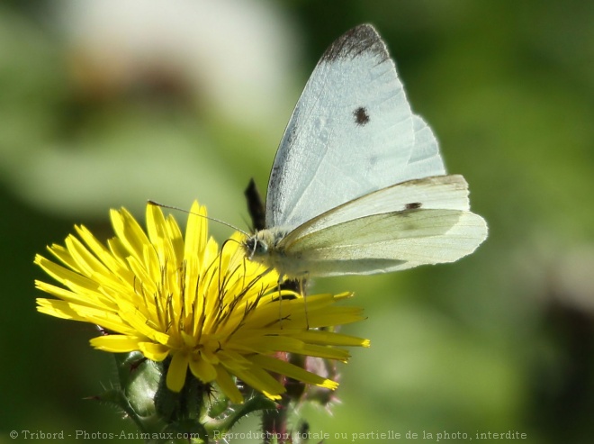 Photo de Papillon - piride