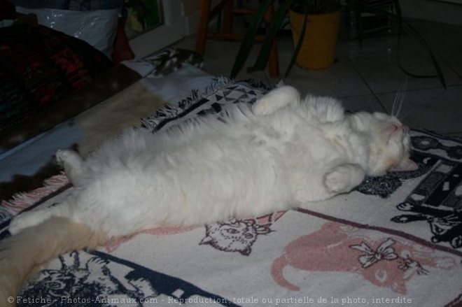 Photo de Ragdoll