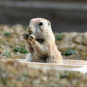 Photo de Chien de prairie