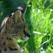 Photo de Serval