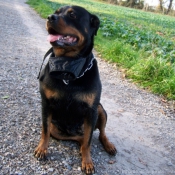 Photo de Rottweiler