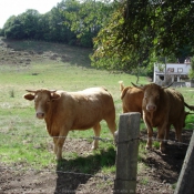 Photo de Vache