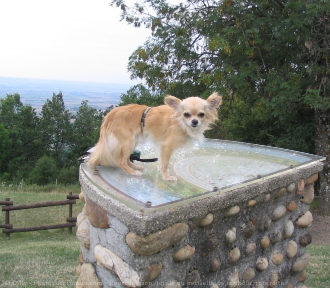 Photo de Chihuahua  poil long