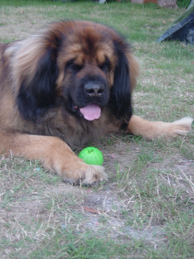 Photo de Leonberg