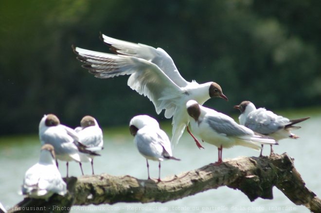 Photo de Mouette