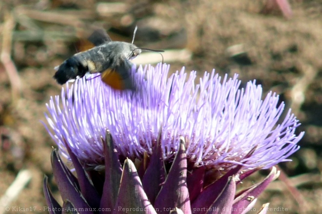 Photo de Papillon