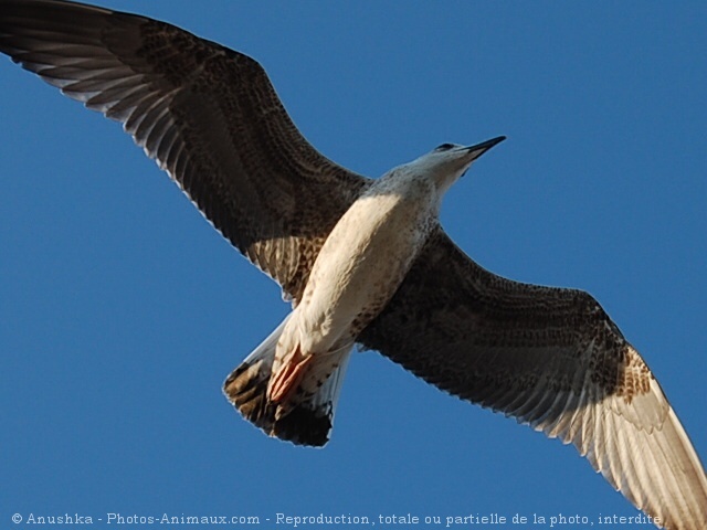 Photo d'Aigle pcheur