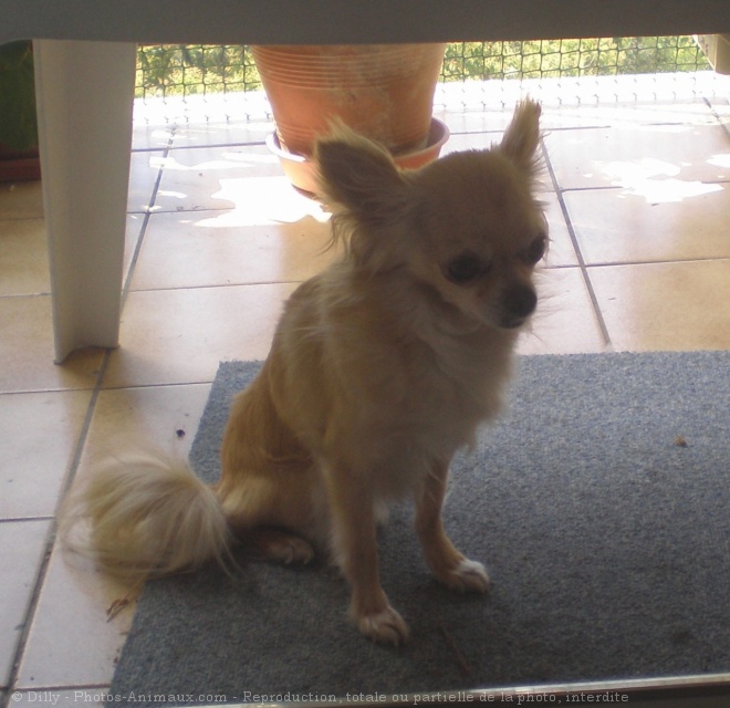 Photo de Chihuahua  poil long