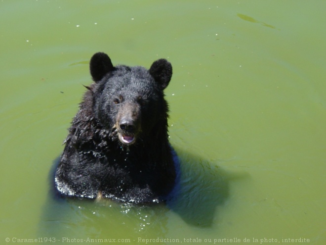 Photo d'Ours