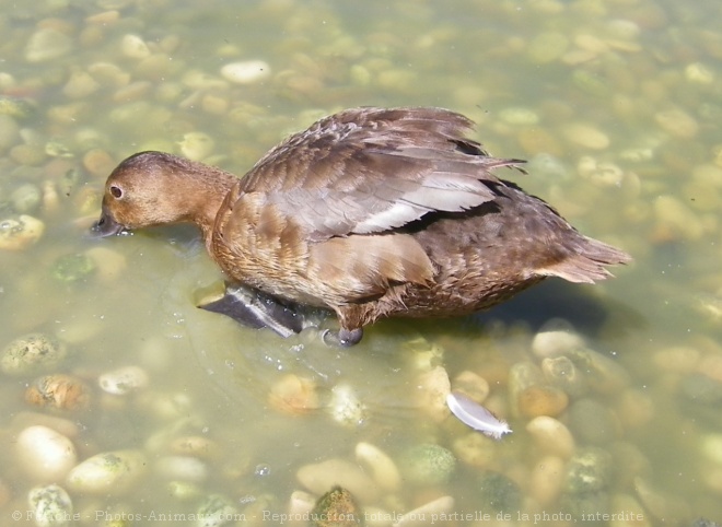 Photo de Canard