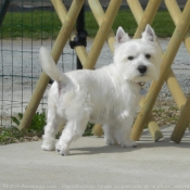 Photo de West highland white terrier