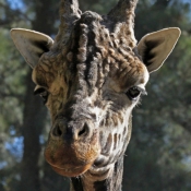 Photo de Girafe