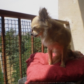 Photo de Chihuahua  poil long