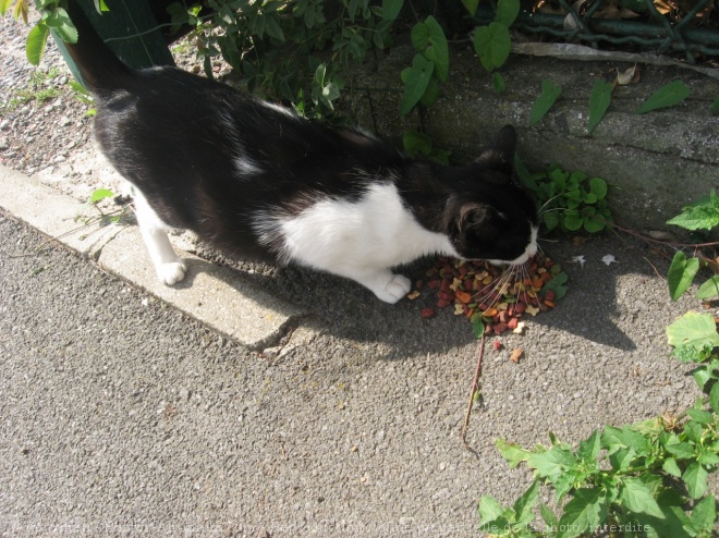 Photo de Chat domestique