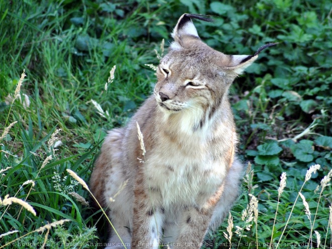 Photo de Lynx