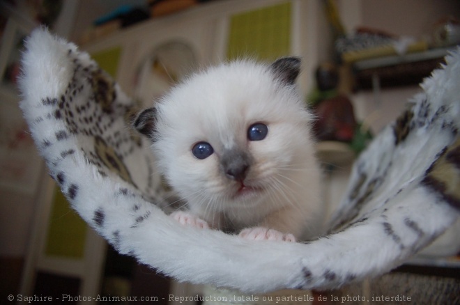 Photo de Sacr de birmanie