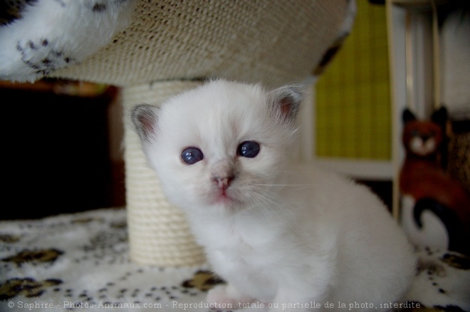 Photo de Sacr de birmanie