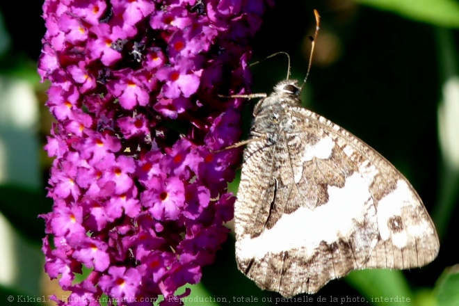 Photo de Papillon