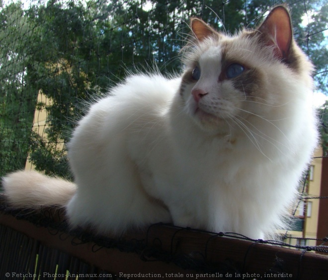 Photo de Ragdoll