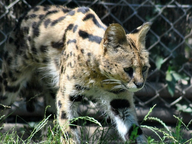 Photo de Serval