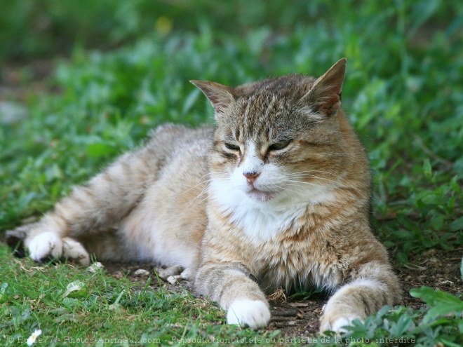 Photo de Chat domestique