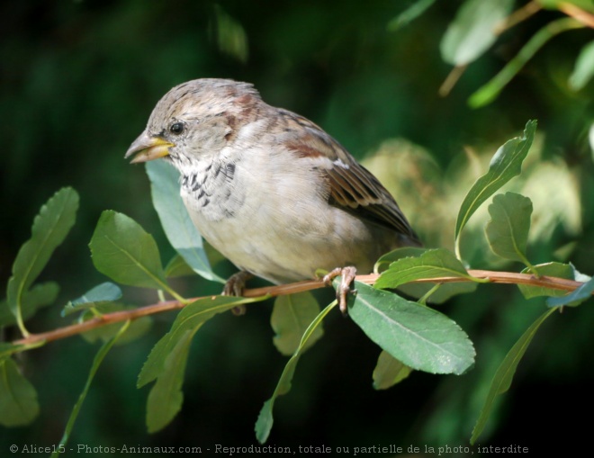 Photo de Moineau