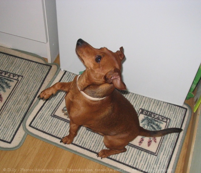 Photo de Pinscher nain