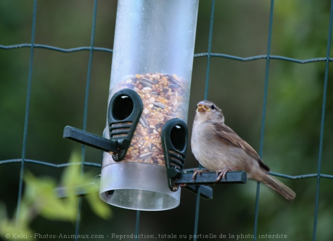 Photo de Moineau