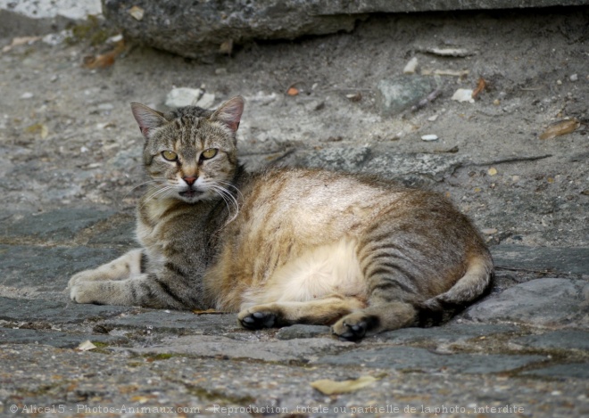 Photo de Chat domestique