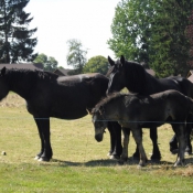 Photo de Races diffrentes