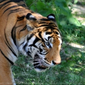 Photo de Tigre