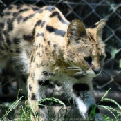 Photo de Serval