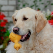 Photo de Golden retriever