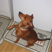 Photo de Pinscher nain