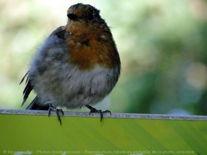 Photo de Rouge gorge