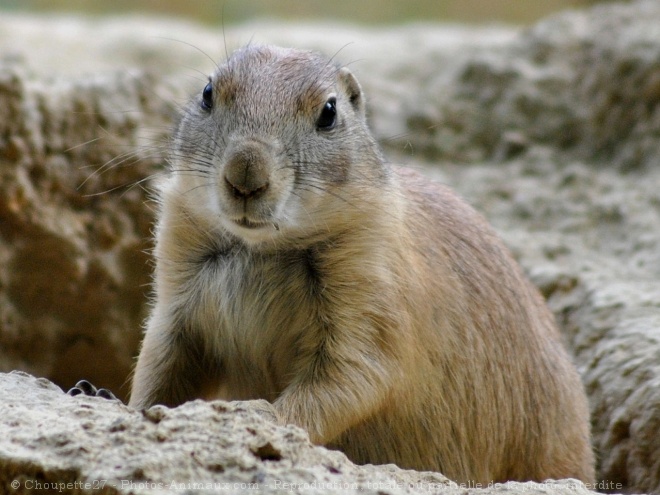 Photo de Chien de prairie