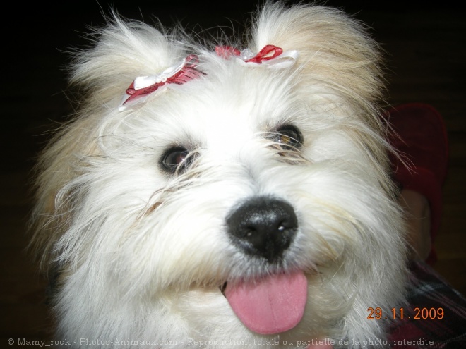 Photo de Coton de tulear