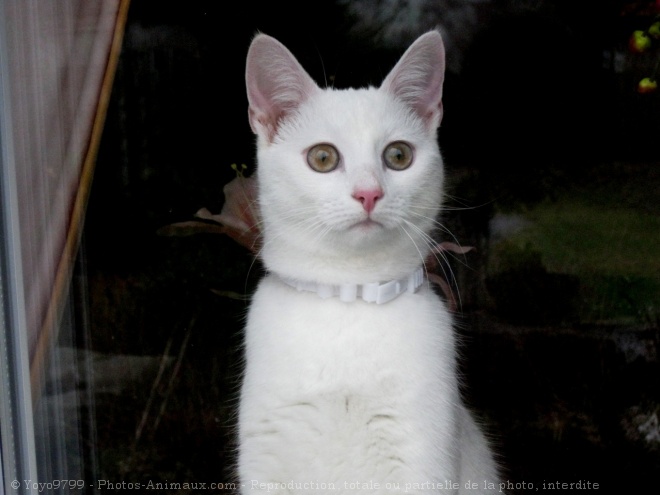 Photo de Chat domestique